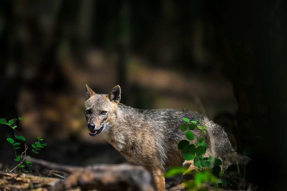Photograph by DR BIJON GHOSH