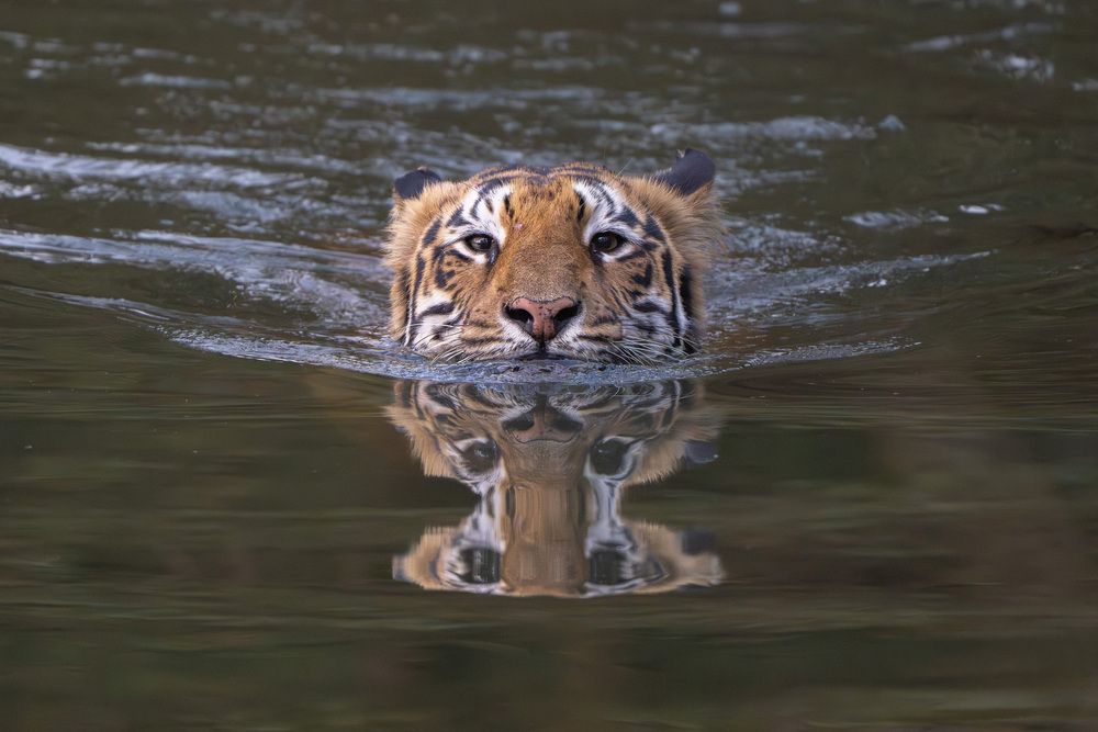 Photograph by Amit Joshi