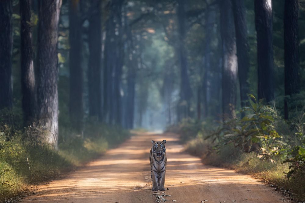 Photograph by Amit Joshi