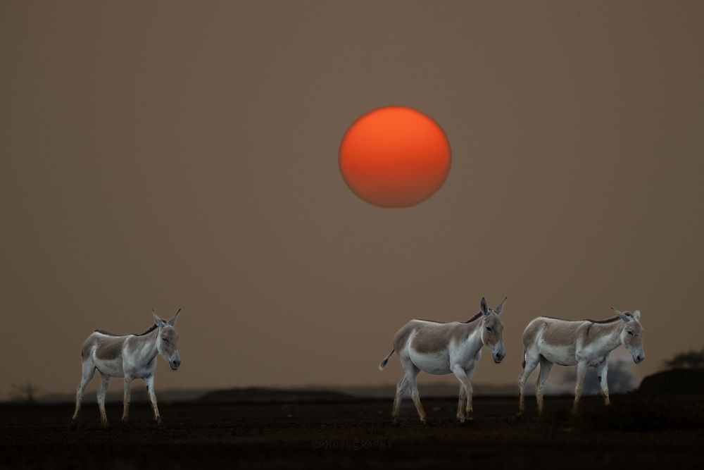 Photograph by Amit Joshi