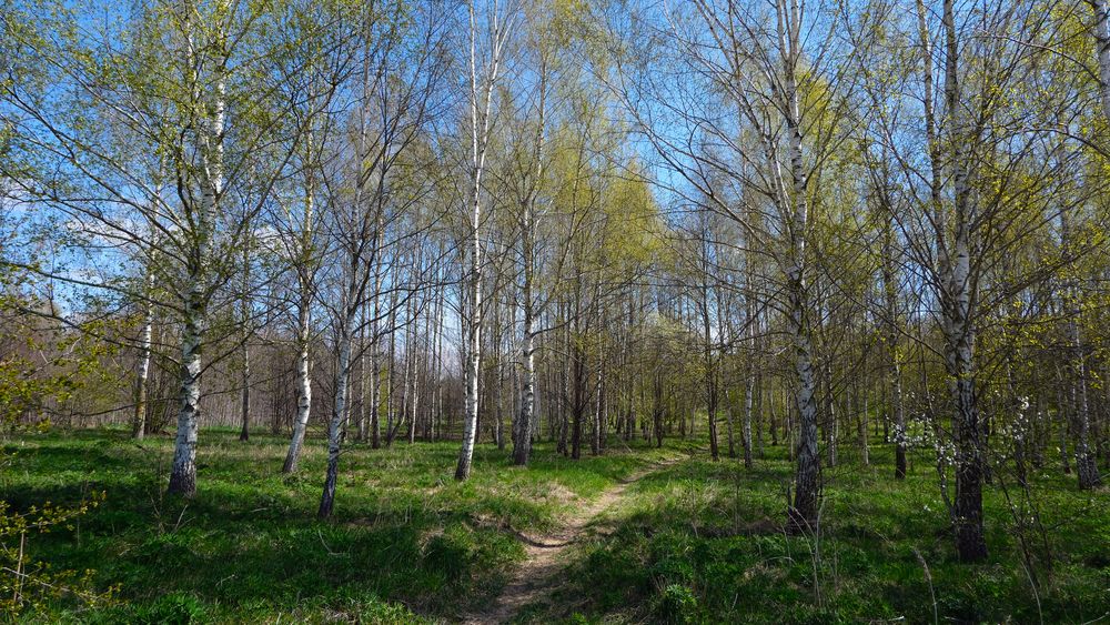 Весенний лес.