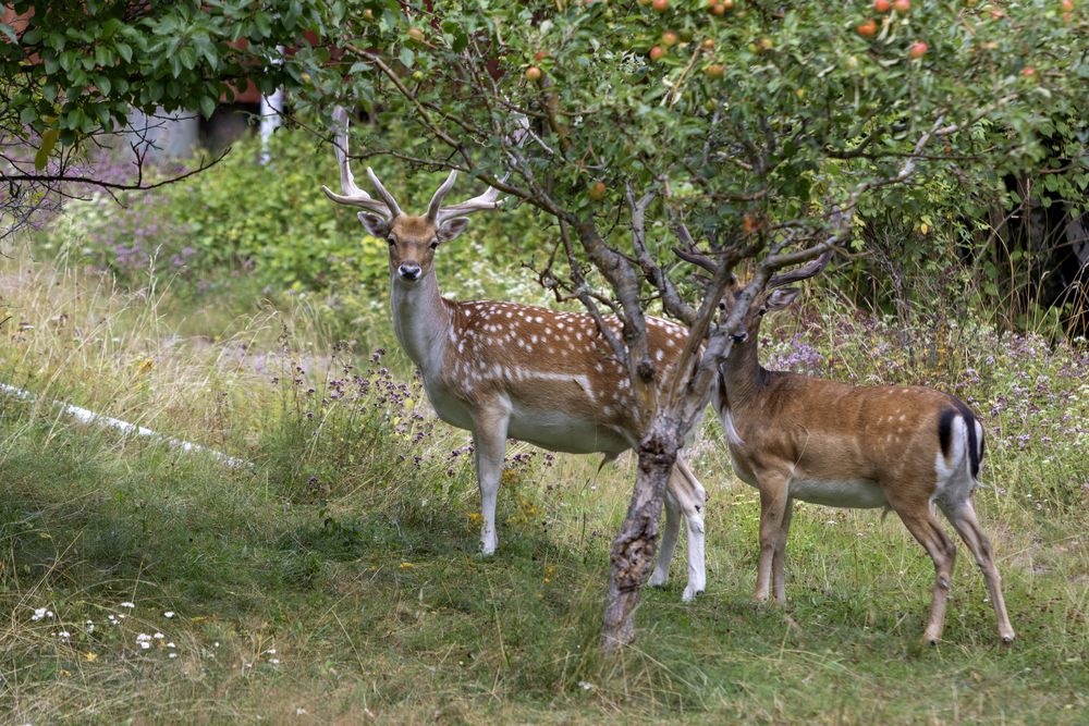 Photograph by Lapland