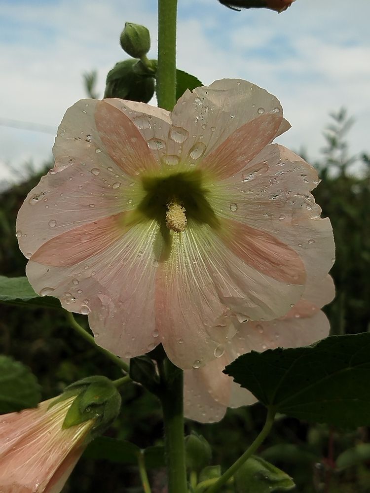 Photograph by Елена Алешкевич