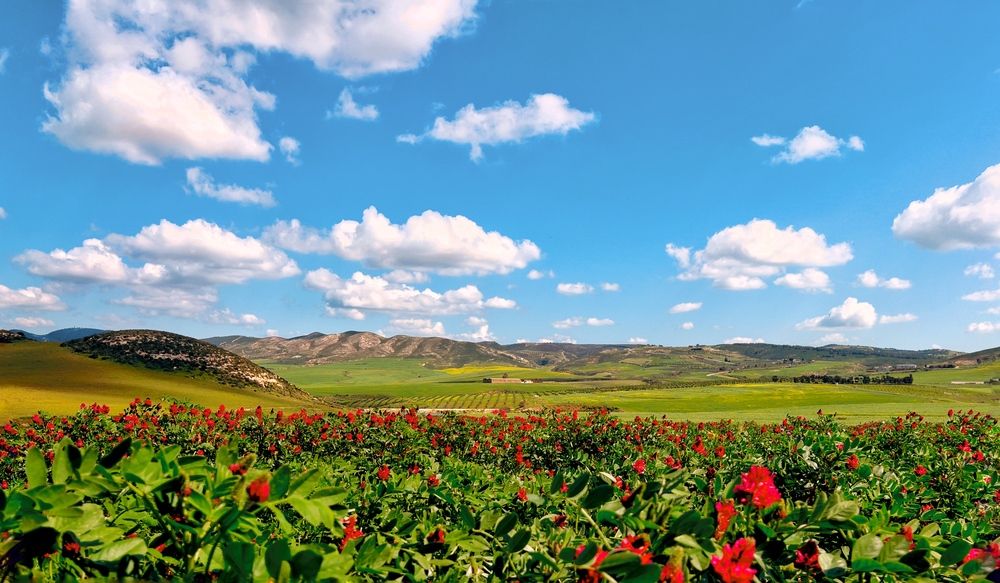 Spring Bloom in the Countryside