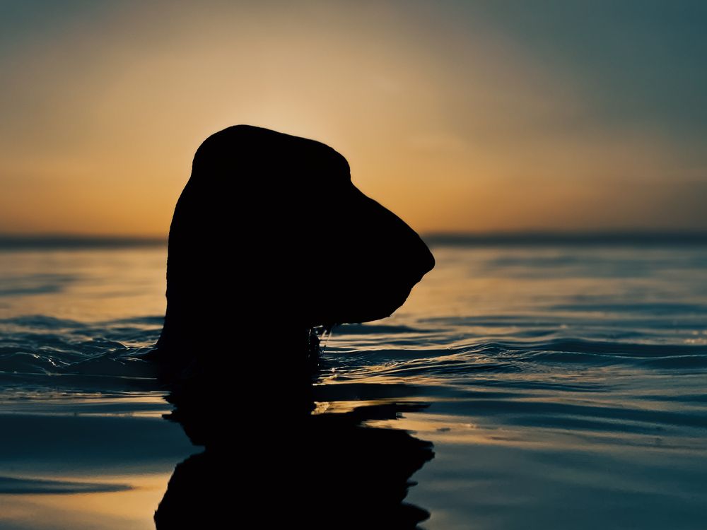 Photograph by Gergely Janovszky