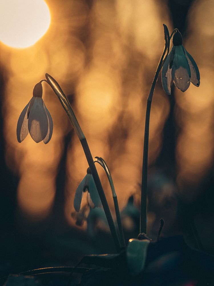 Photograph by Gergely Janovszky