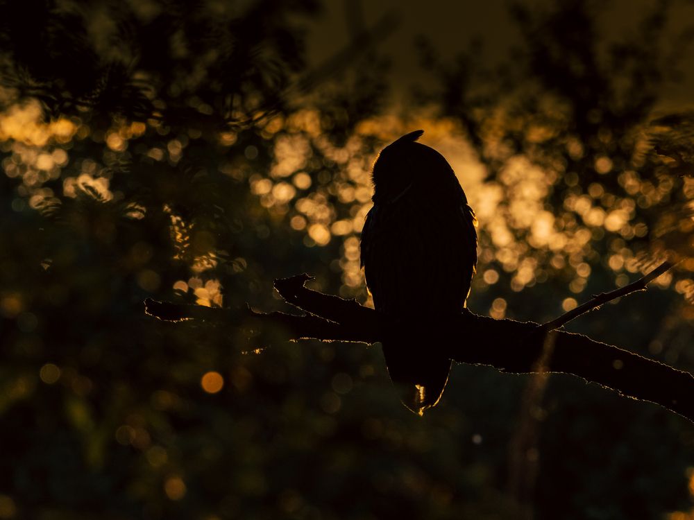 Photograph by Gergely Janovszky