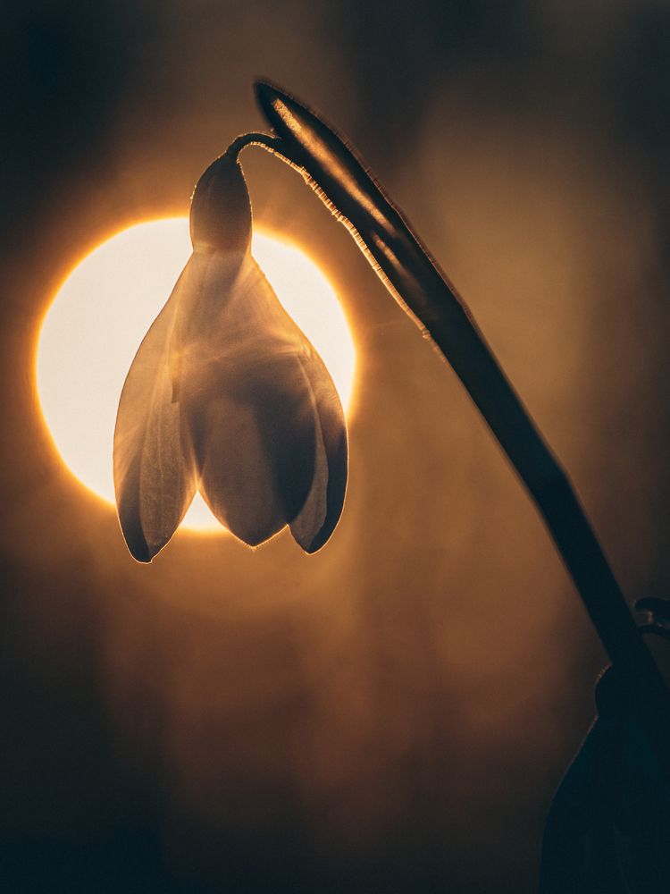 Photograph by Gergely Janovszky