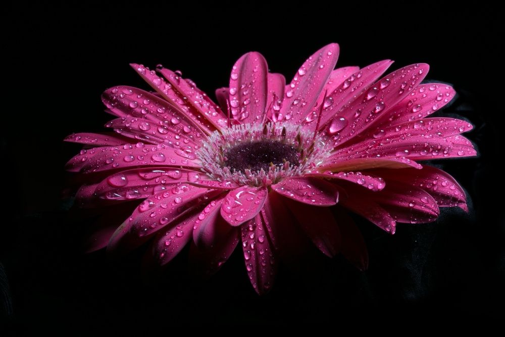 Photograph by Natalia Bondarenko