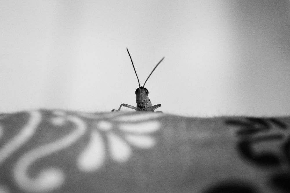 Photograph by Sheuli Akther