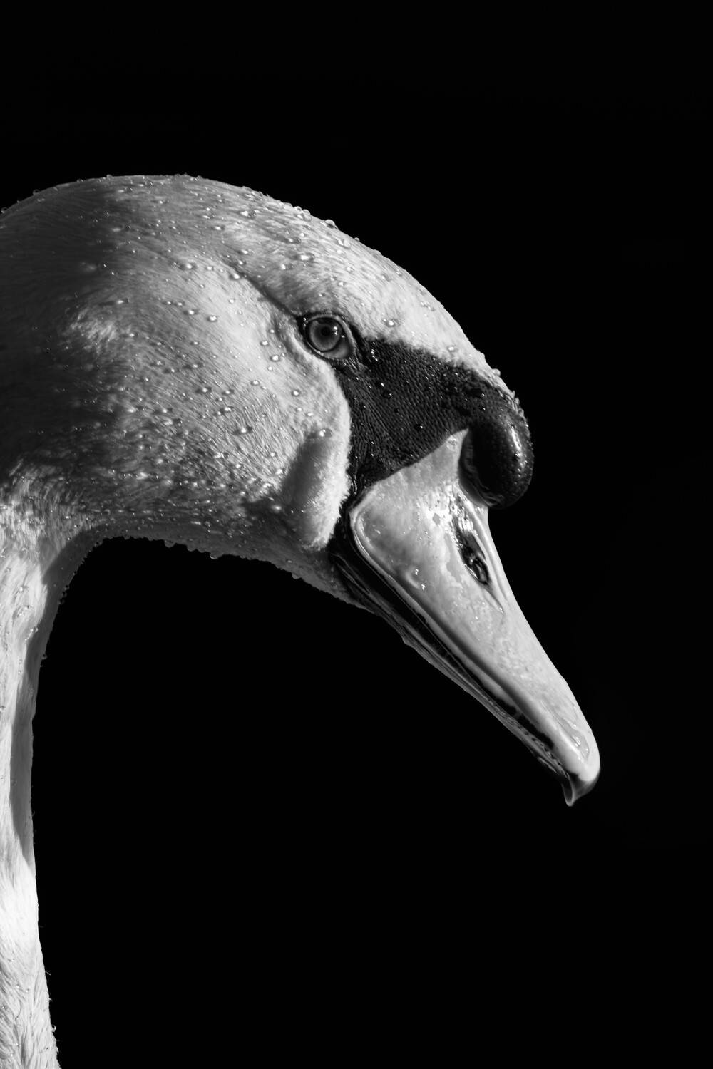 Swan portrait