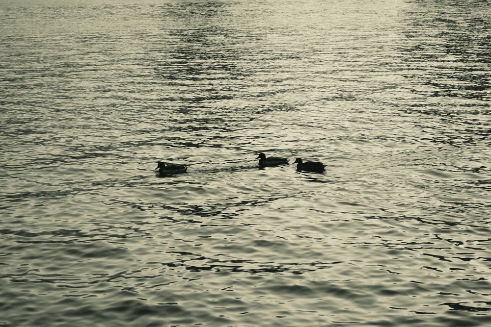 Photograph by Никита Зубов