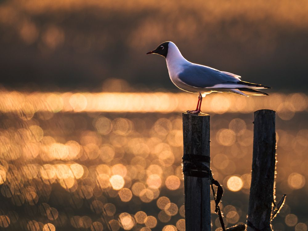 Photograph by Gergely Janovszky