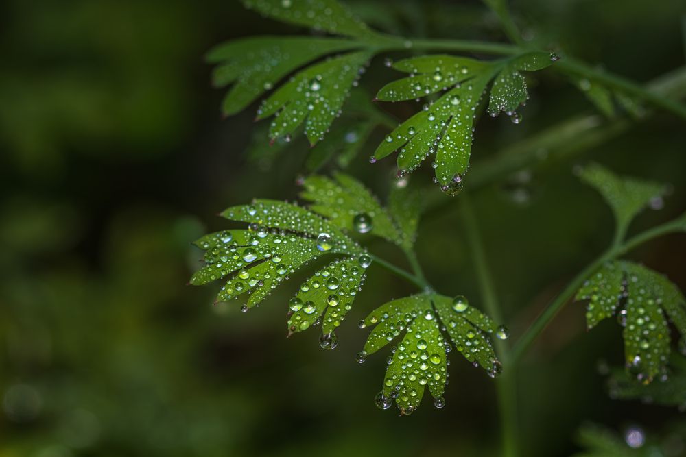 Photograph by Sıtkı Aksoy