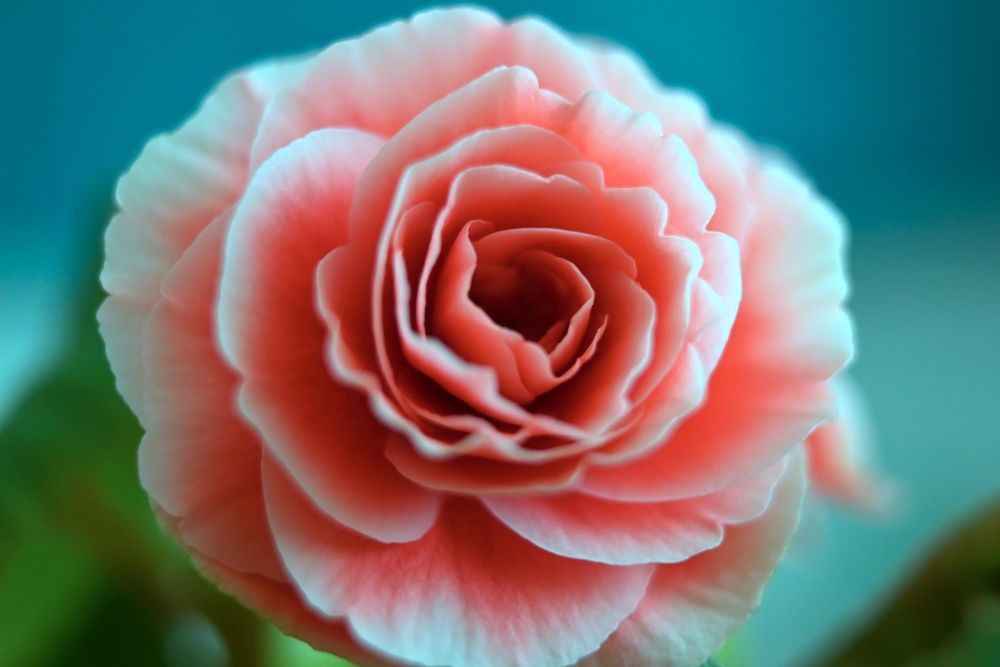 Photograph by Михаил Никитин