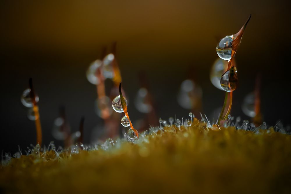 Photograph by Anya Lo