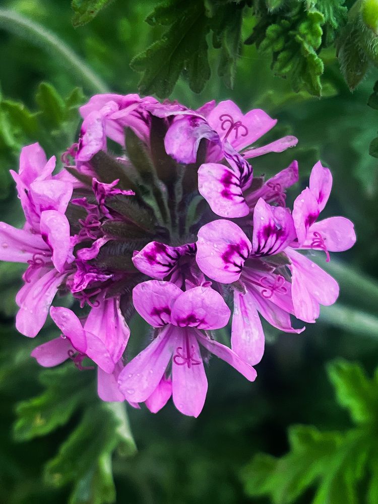 Pink Blossom Close-Up