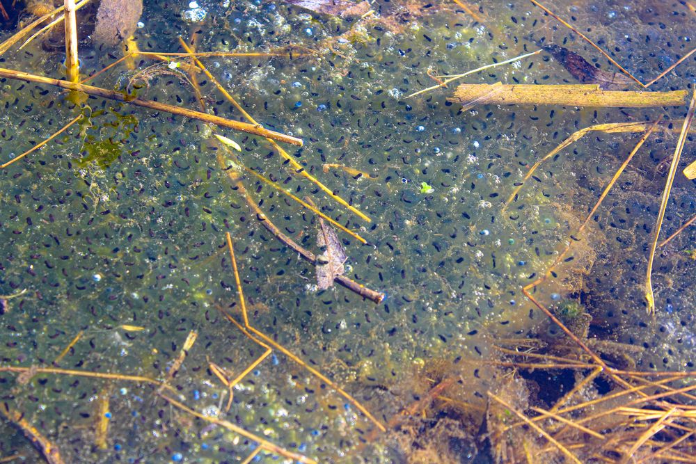 Frog spawn