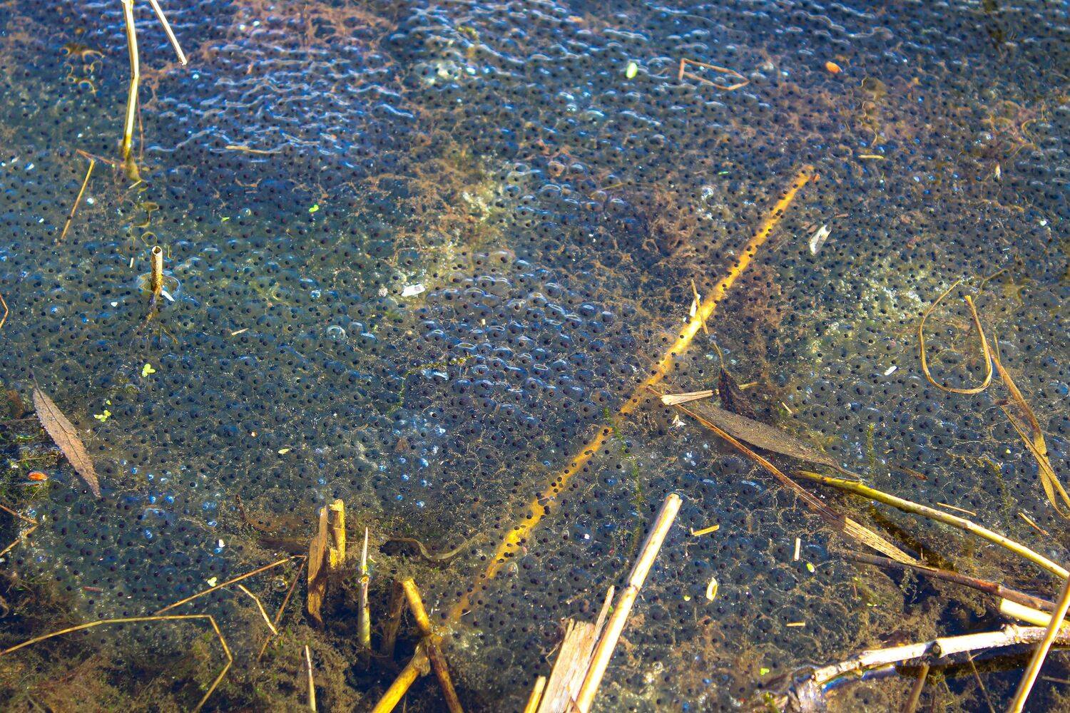 Frog spawn