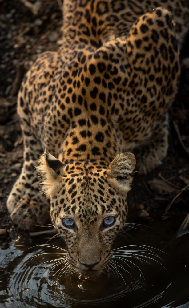 The Stare
