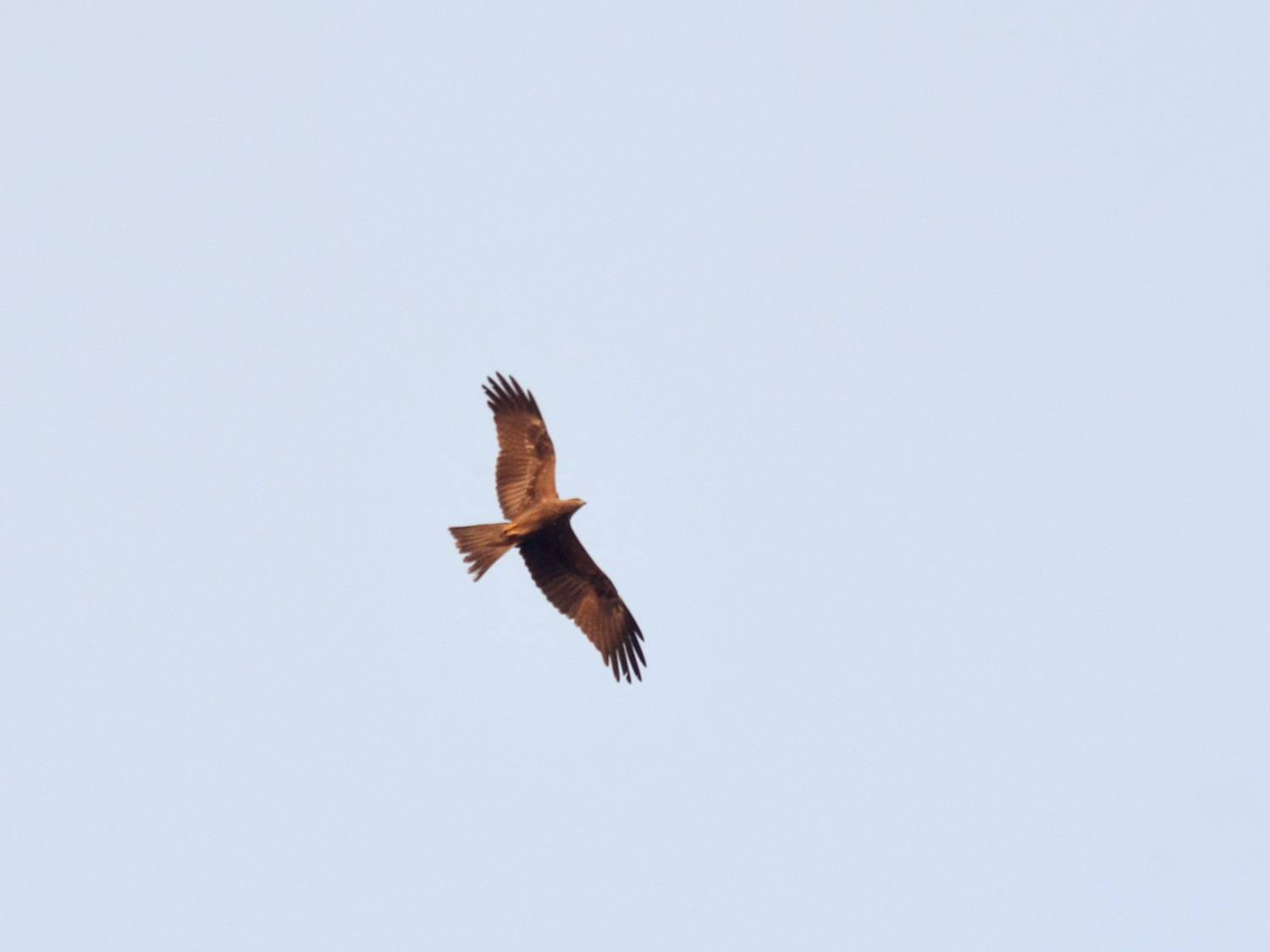 Photo #13564525