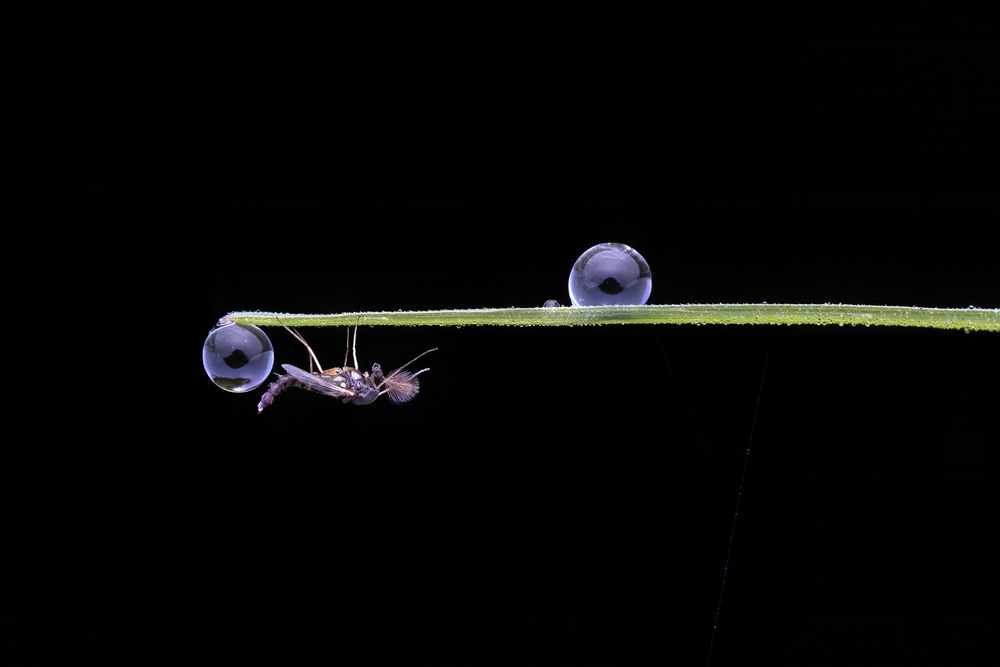 Photograph by Mukesh Tripathi