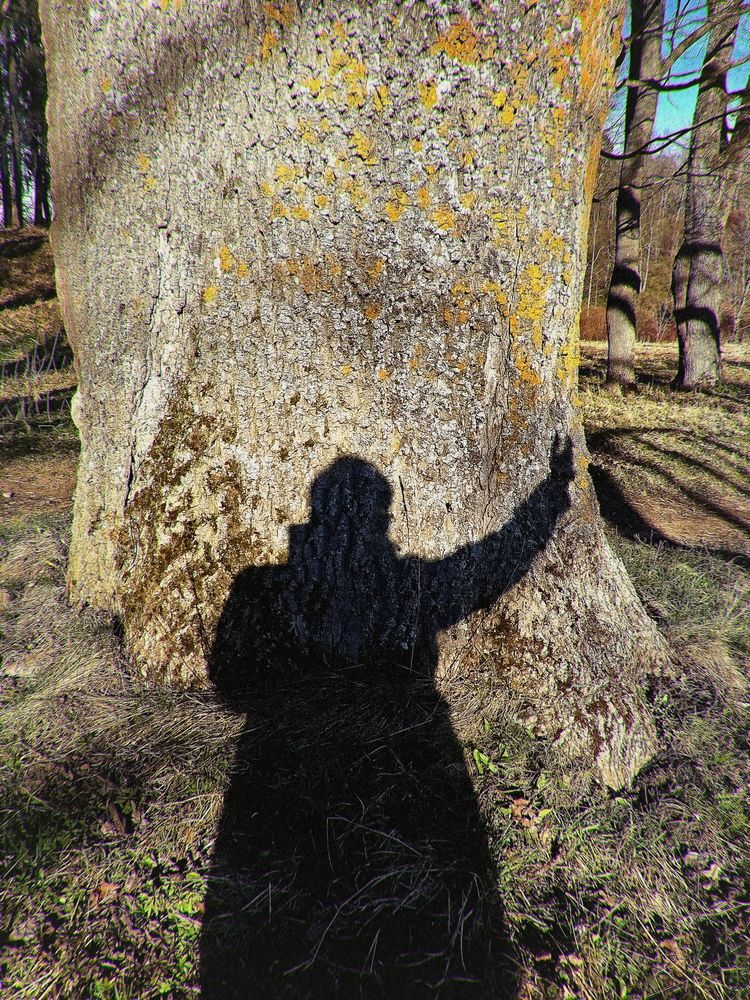 Old big tree