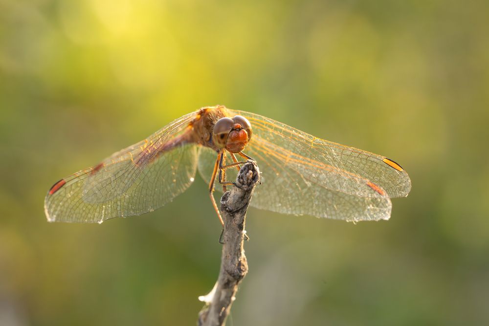 Photograph by Alexander Pakhomov