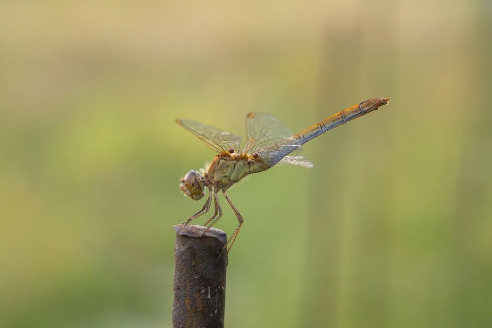 Photograph by Alexander Pakhomov
