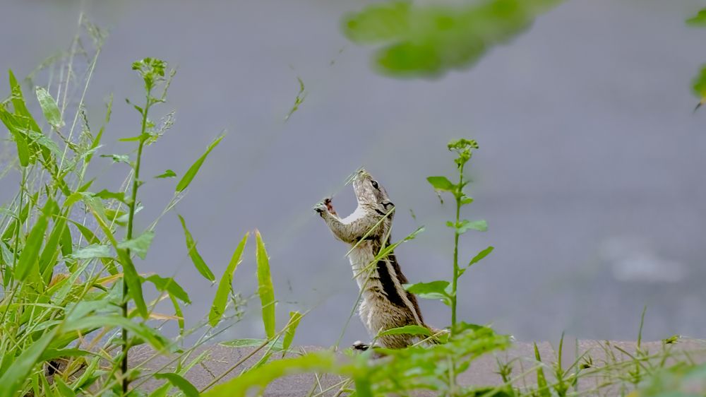 Photograph by Venu Peyyala