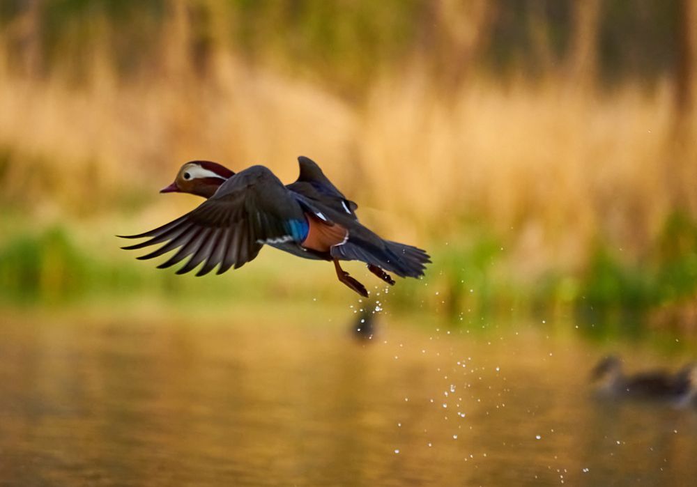 Photograph by Лариса Н