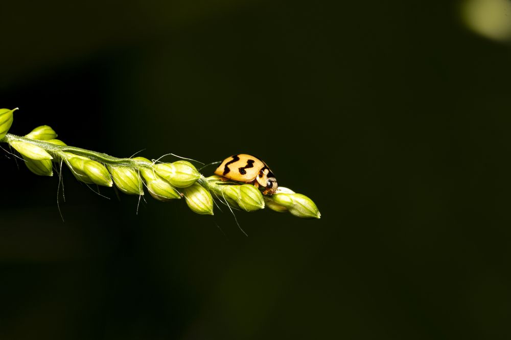 A macro shot of a ladybug