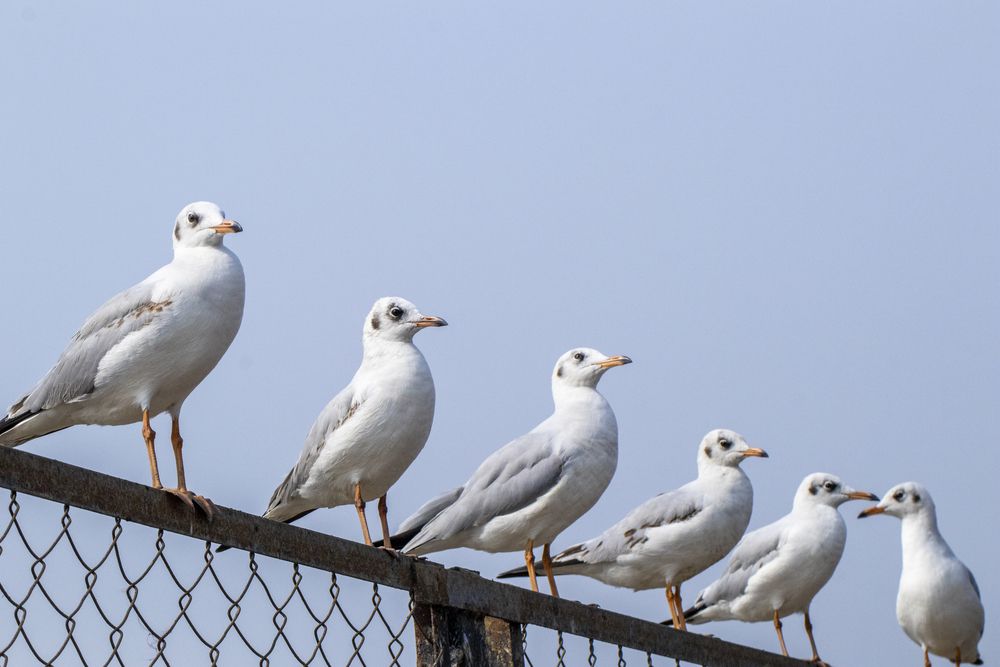 Photograph by Chauhan Dhruv