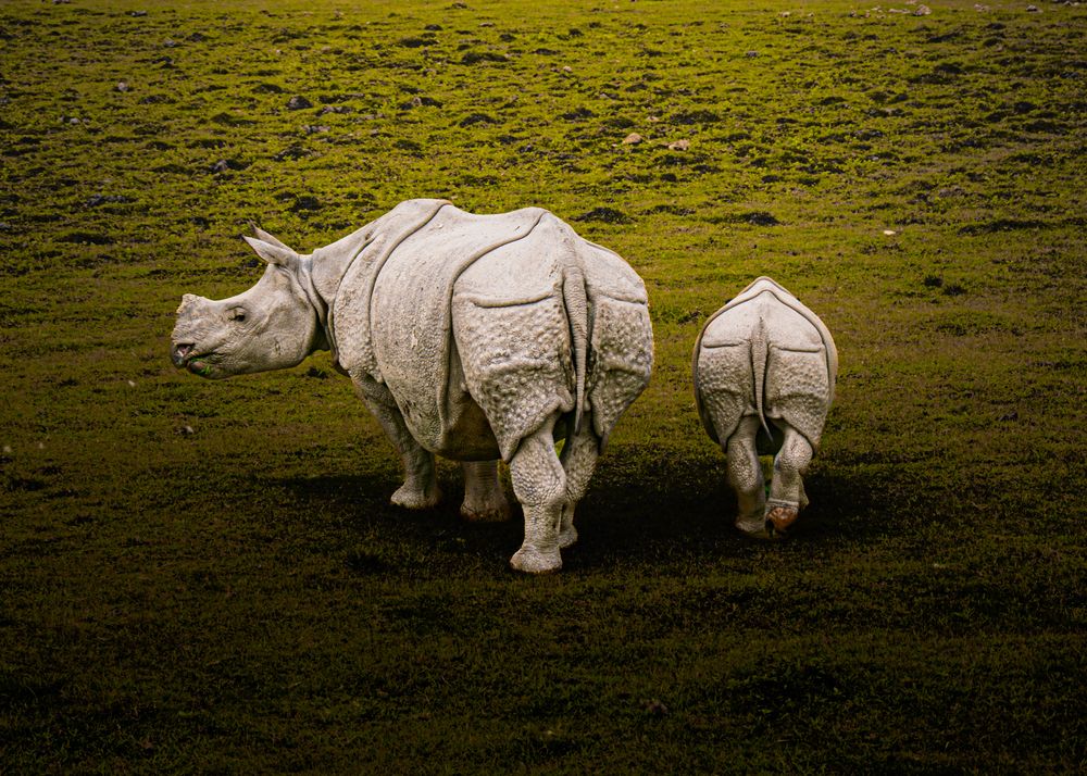 Indian Rhinoceros Mother and Offspring
