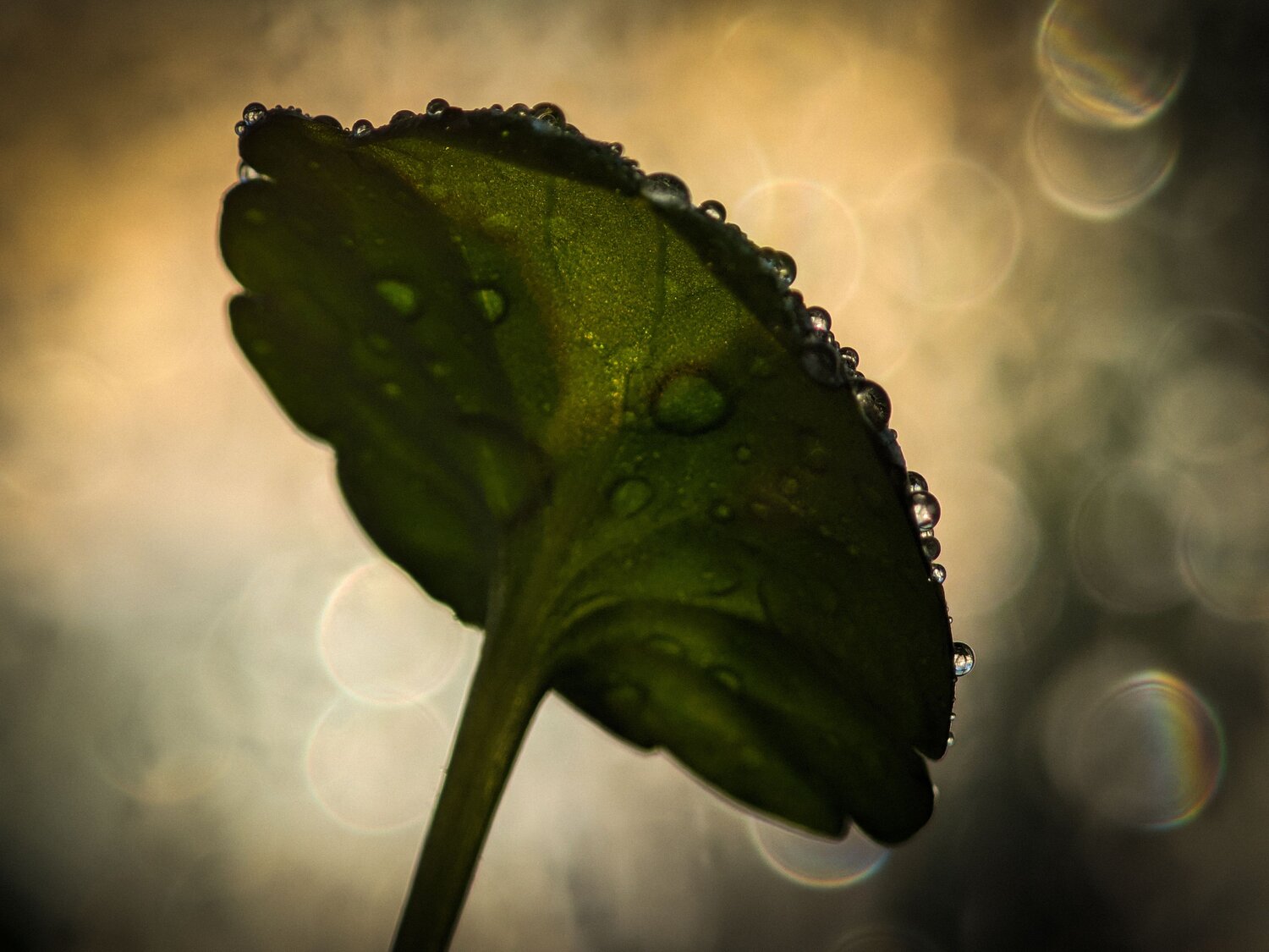 Photo #13565442