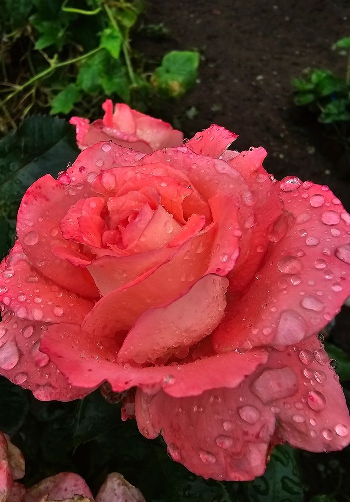 Photograph by Елена Гордеева