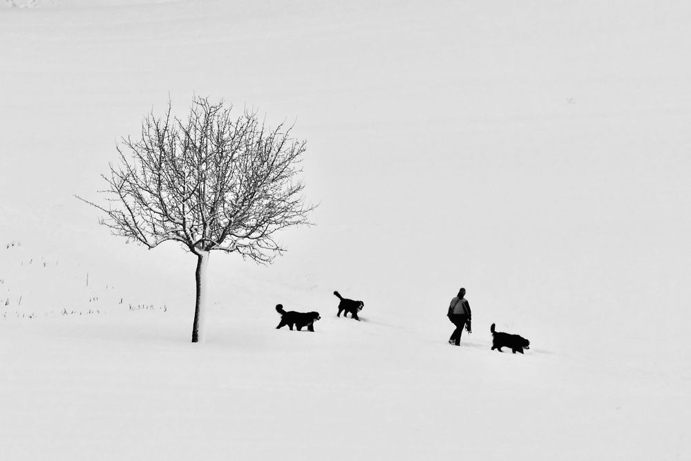 Winter silhouettes