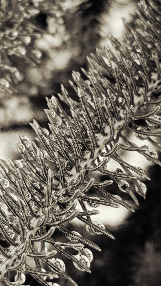 Photo #13566192