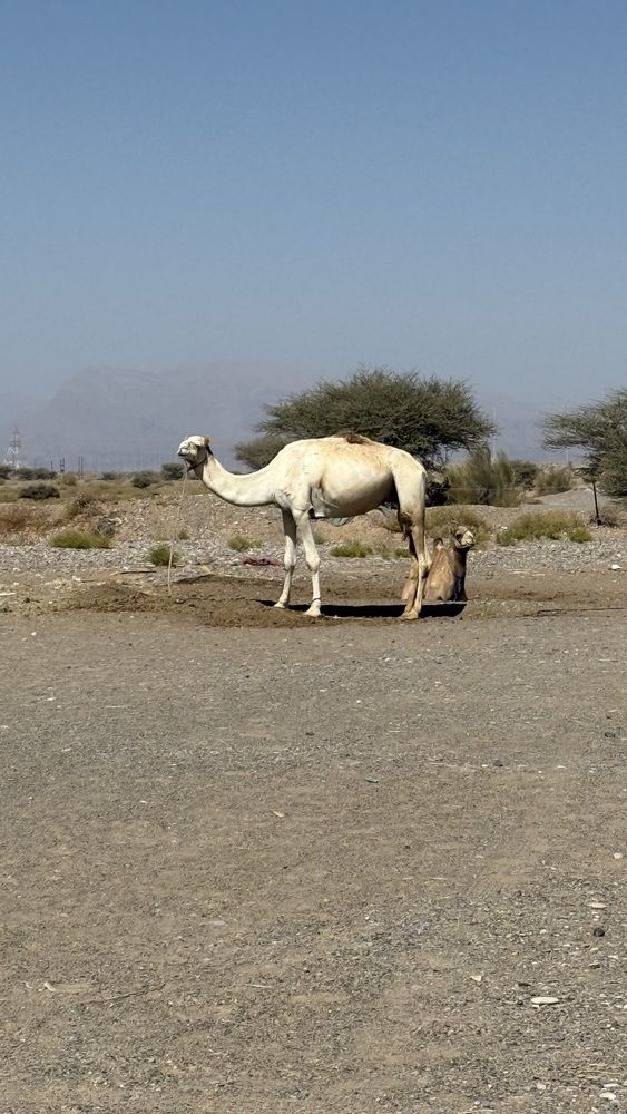 Фотография автора Waleed Yousuf Alwahaibi
