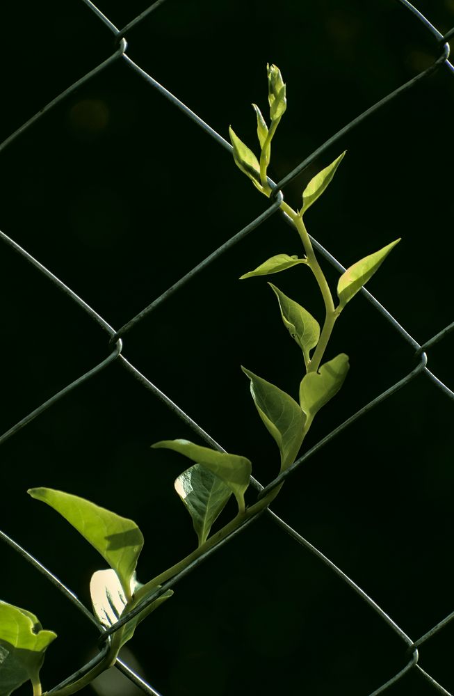 Photograph by Gustavo Pablo Fortunatto