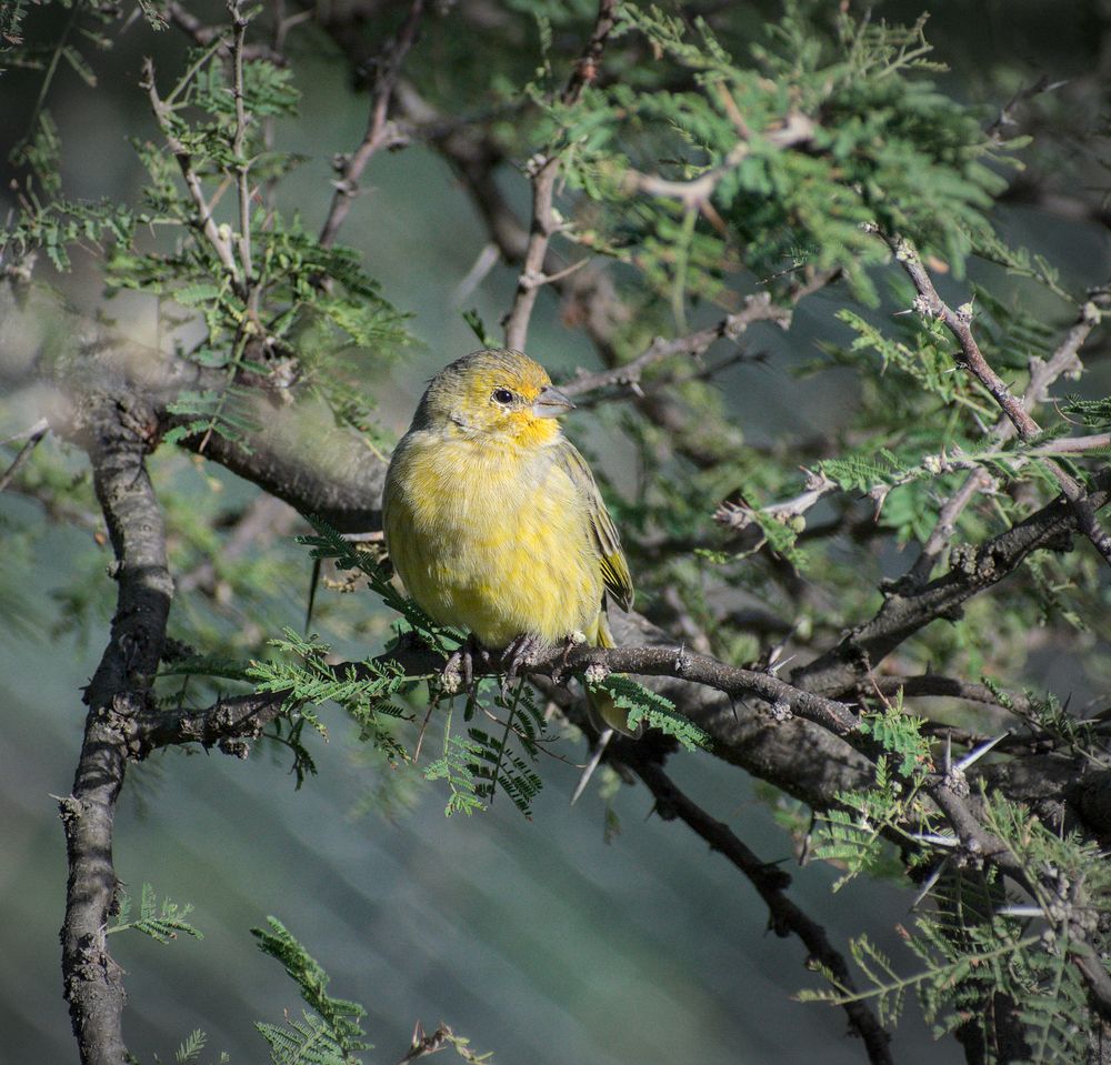 Photograph by Gustavo Pablo Fortunatto