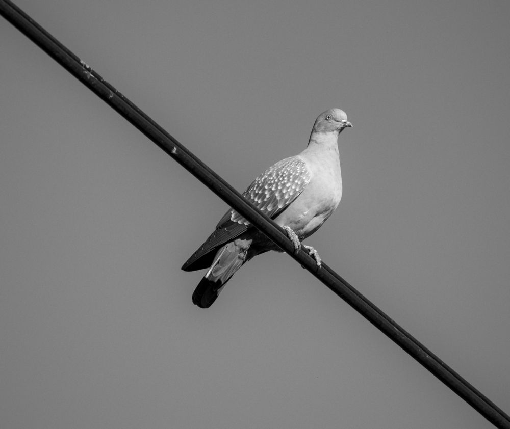 Photograph by Gustavo Pablo Fortunatto