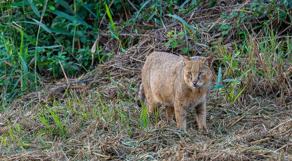 Photograph by Igor Shulkin