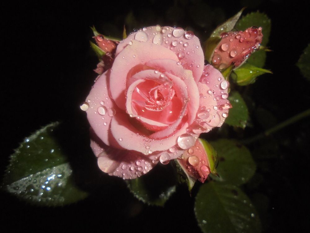 Photo #13566662