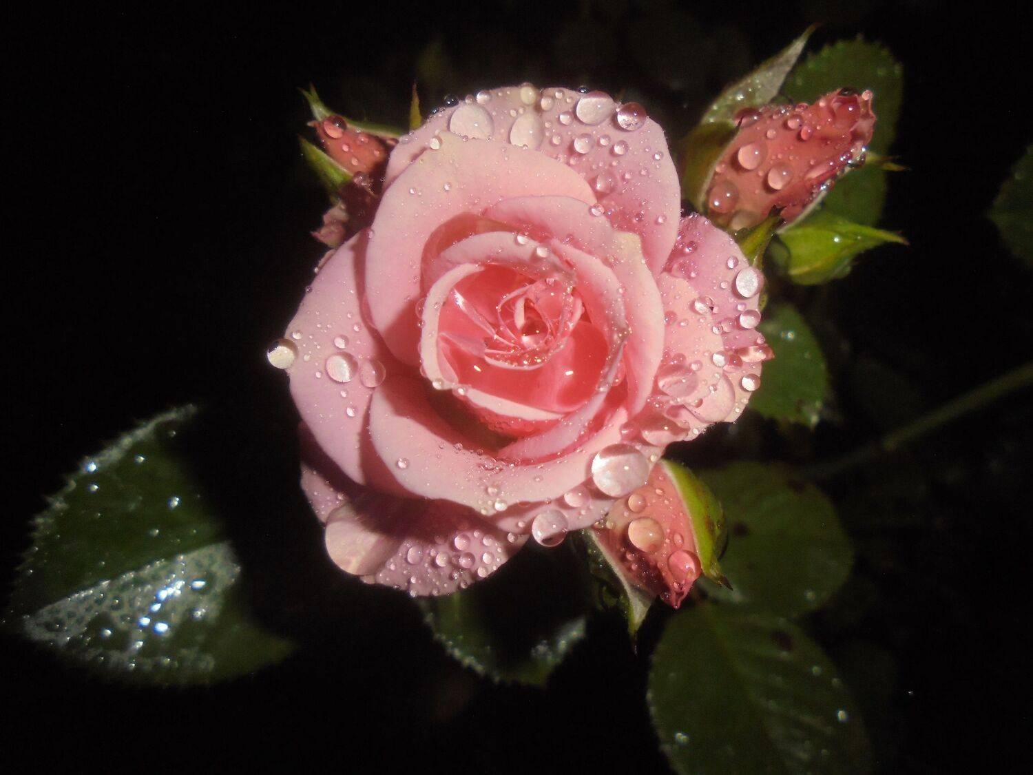 Photo #13566662