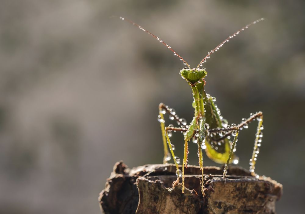 Photograph by Солодар Виктория
