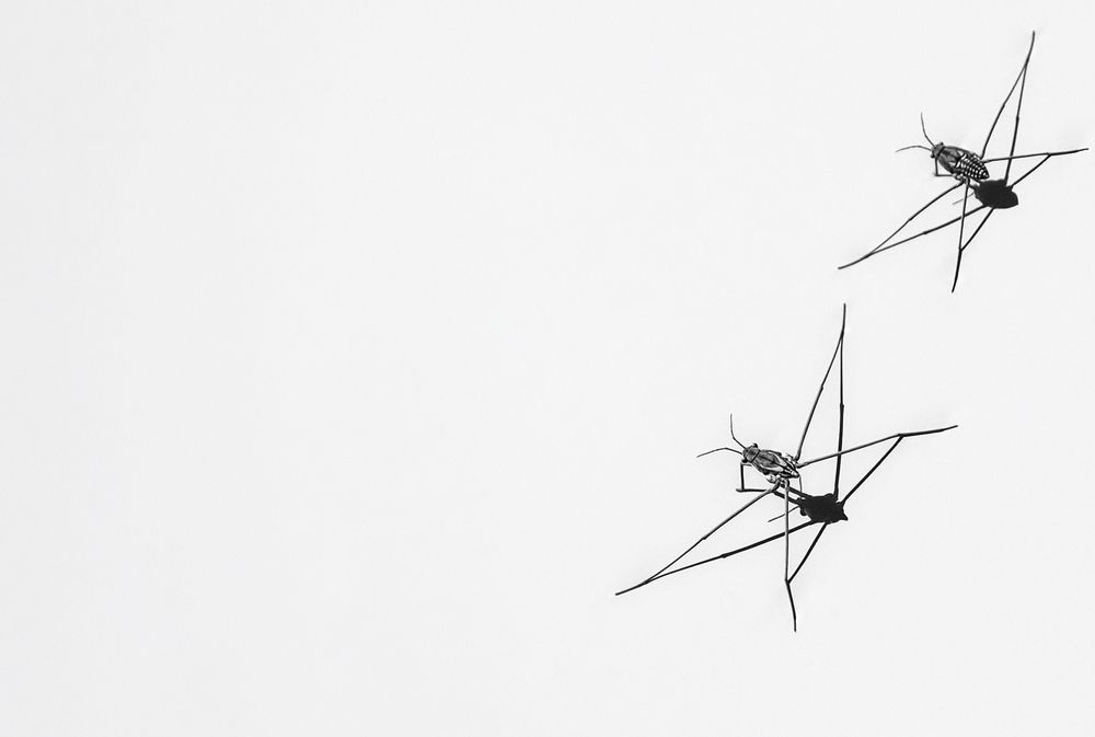 Cat’s Cradle on Still Water