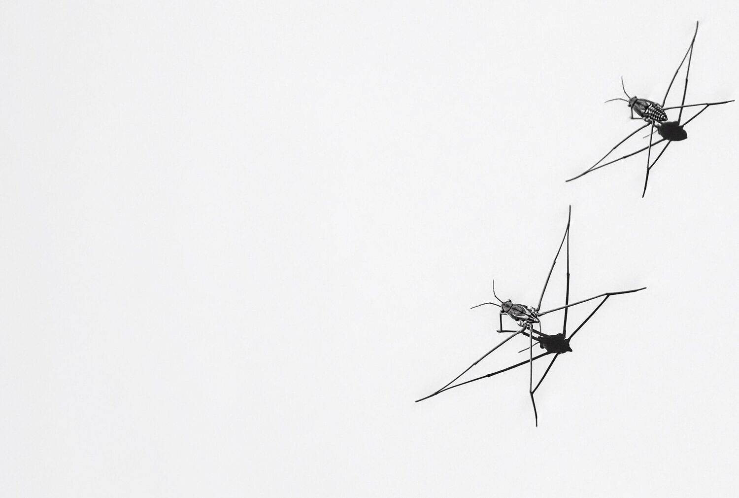 Cat’s Cradle on Still Water