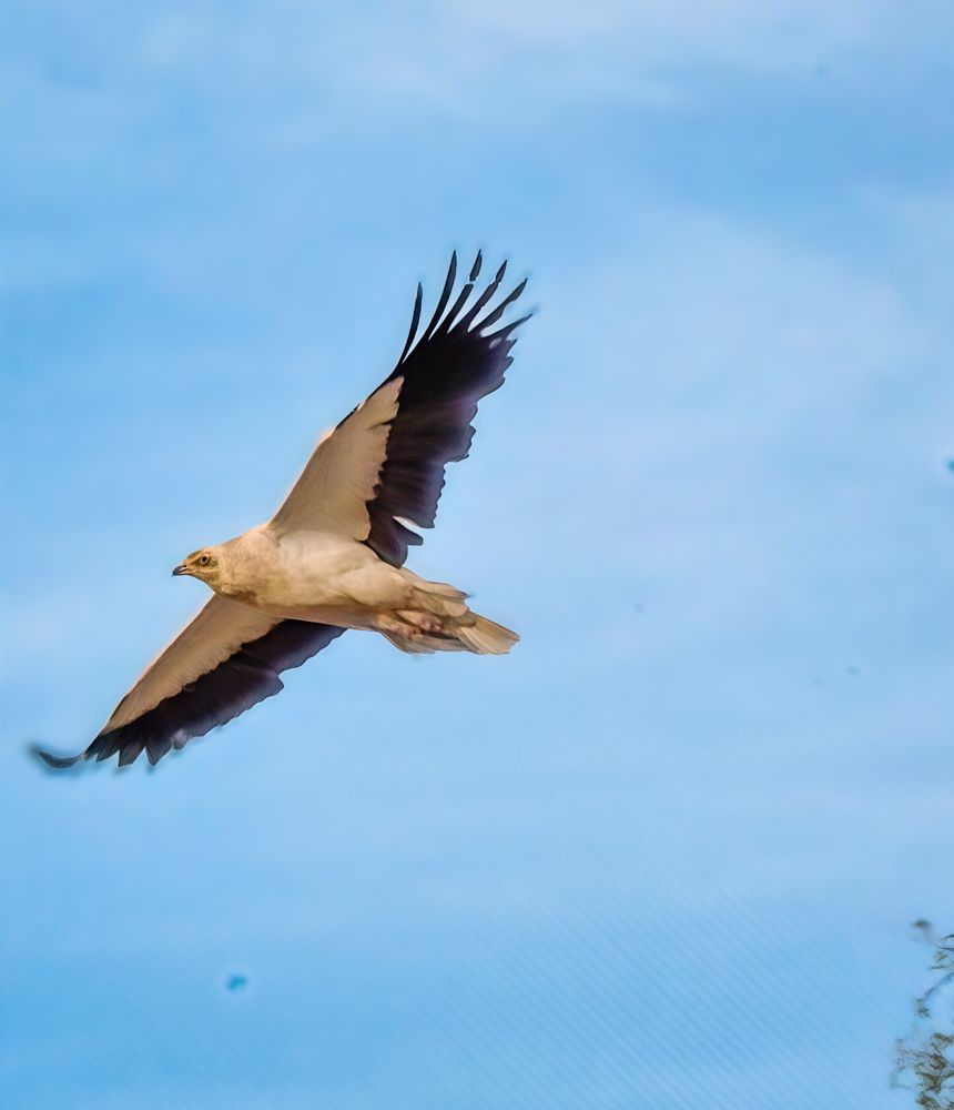 Wings of the Silent Guardian