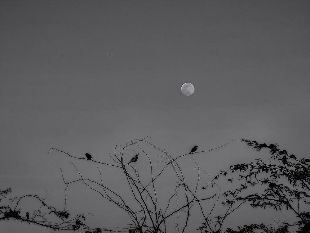 Moonlit Silence